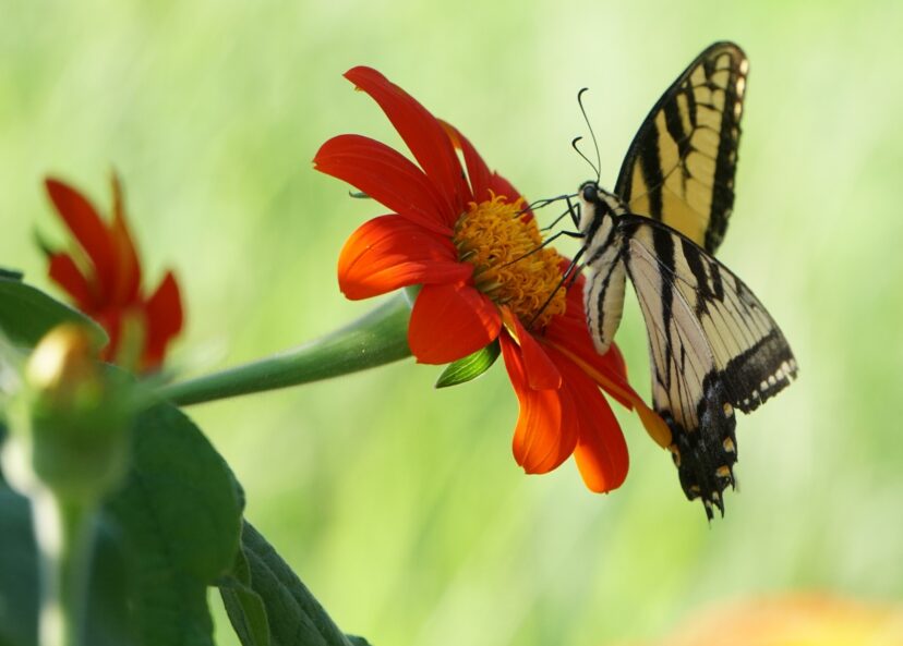 Eastern tiger swallowtail butterflies (<em>Papilio glaucus</em>) are frequent visitors to Mexican sunflowers.