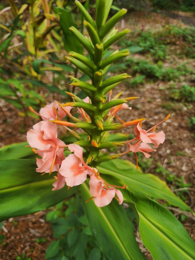 'Elizabeth ' pink ginger lily in bloom.