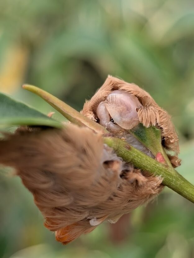 Flannel caterpillar feeding.