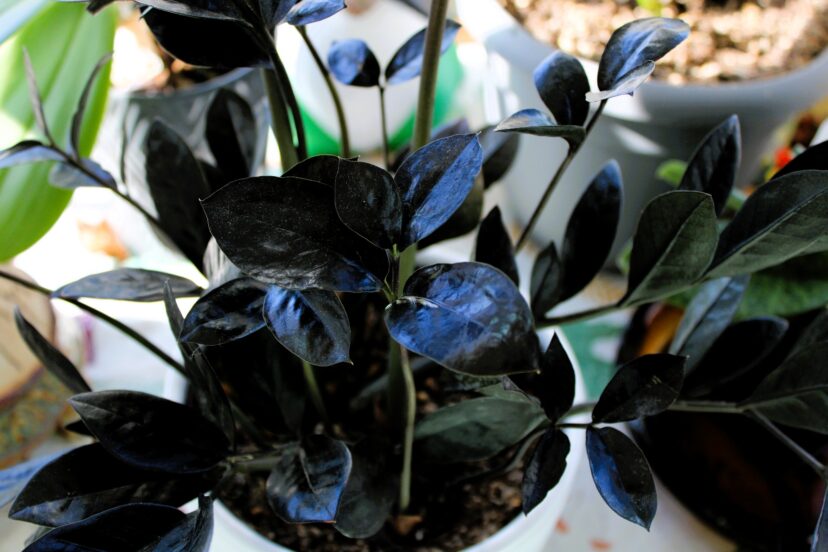Glossy, deep purple-black foliage of a potted ‘Raven’ ZZ plant (Zamioculcas zamiifolia).