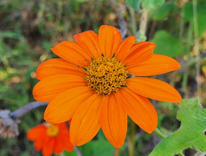 Goldfinger Mexican Sunflower has orange-gold flowers and is a good choice for smaller gardens.