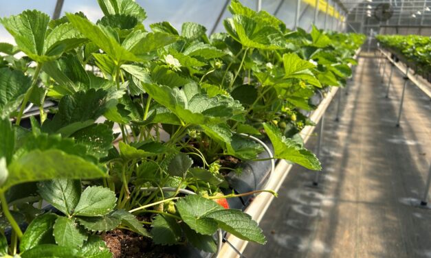 South Carolina Fruit & Vegetable Field Report – October 6, 2025