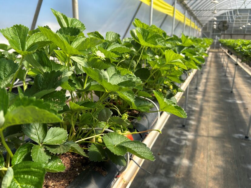 Harvest is beginning in greenhouse strawberries.