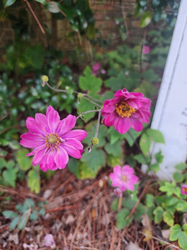 Japanese anemone in bloom.