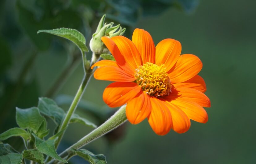 Mexican sunflower (Tithonia rotundifolia) is a heat-loving summer annual.