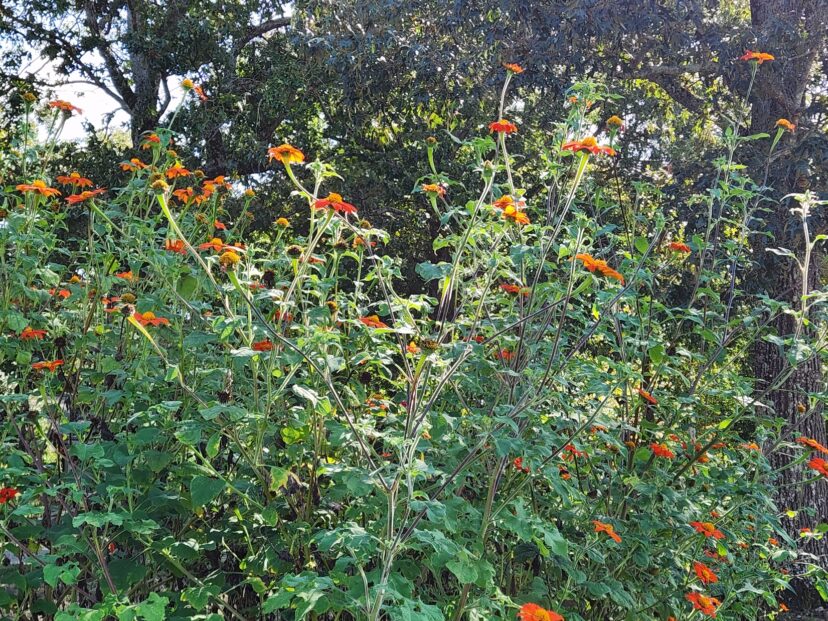 Mexican sunflowers are fast-growing and can mature to heights of 2 to 6 feet.