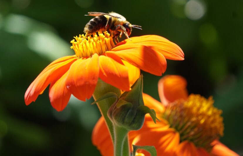 Mexican sunflowers serve as a source of pollen for a diverse range of bee species.