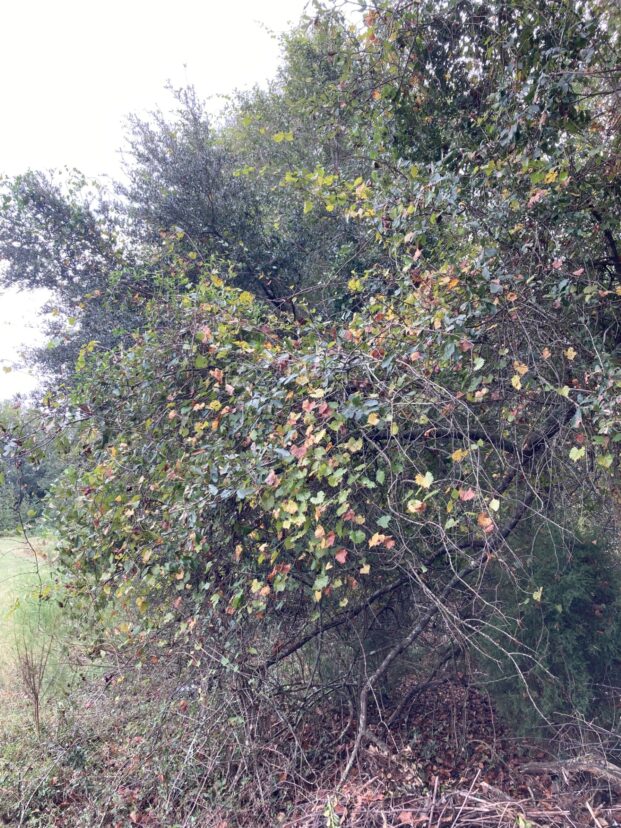 Muscadine vines