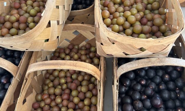 The History and Legacy of Muscadine Grapes