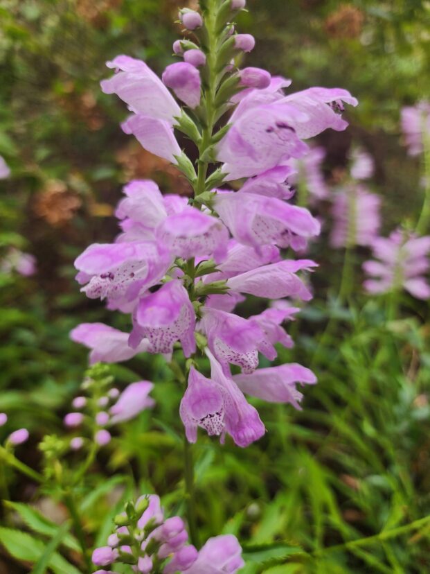 Obedient plant in bloom.