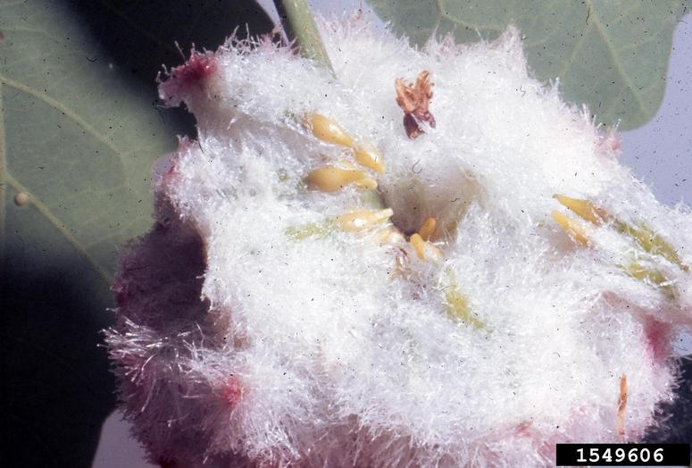 Small tan seeds host the larvae until the mature wasp forms.