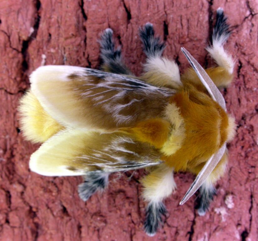 : Southern flannel moth (Megalopyge opercularis), male specimen.