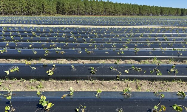 South Carolina Fruit and Vegetable Field Report – October 20, 2025
