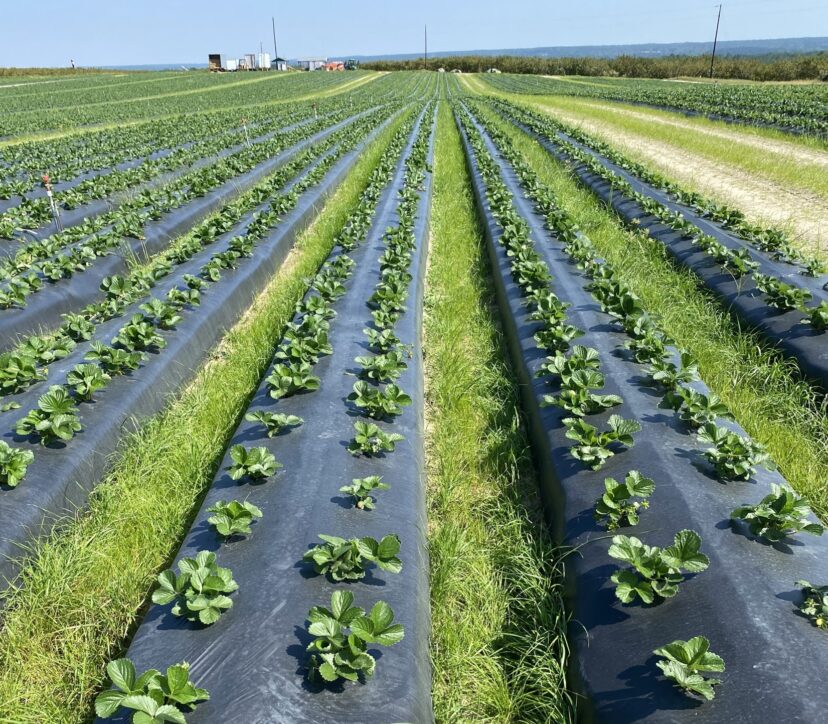 The beginning of strawberry season at McLeod Farms.