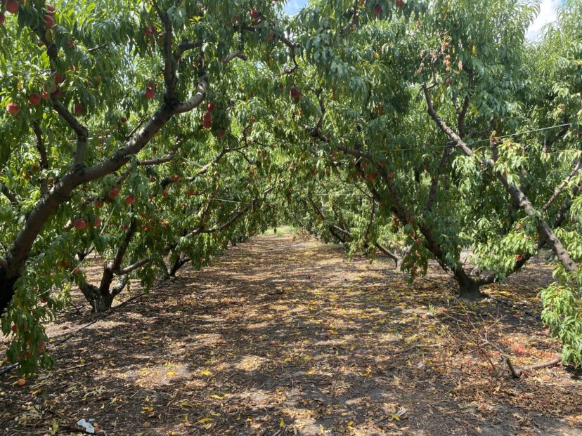 The ending of the 2025 peach harvest at McLeod Farms.