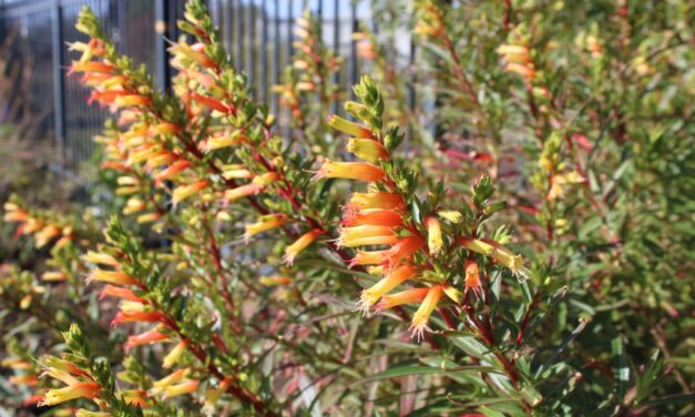 How to Grow and Care for Candy Corn Plant (<em>Cuphea micropetala</em>)