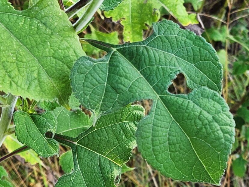 The rough, fuzzy leaves and hairy stems help deter deer from eating the plants.