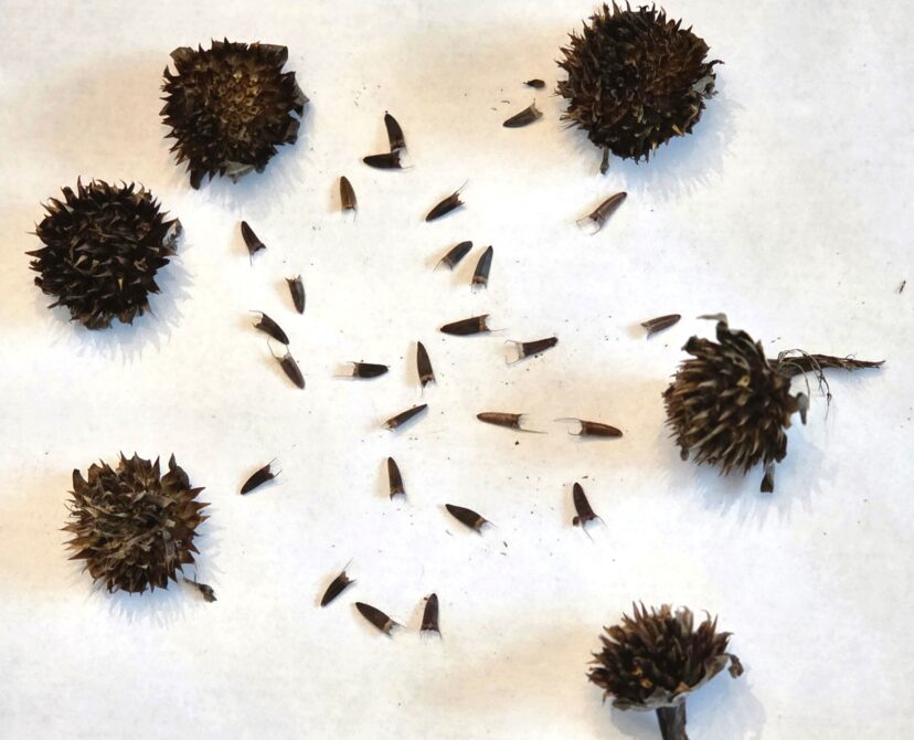 The spiky seed heads contain brown-to-black achenes, which can be saved for planting the next season.