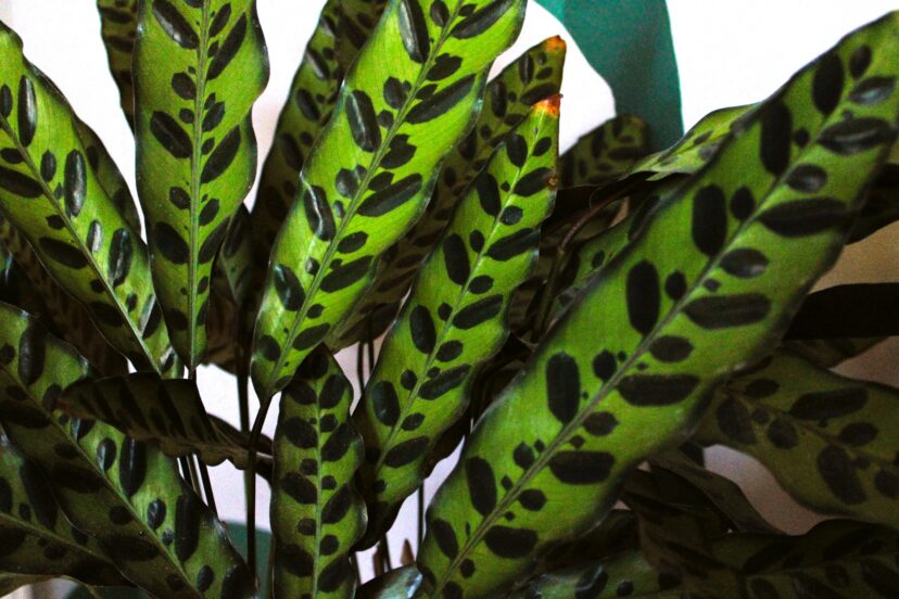 The stunning patterned foliage of a potted rattlesnake plant (Goeppertia insignis).