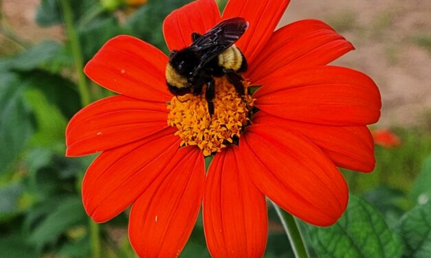 How to Grow Mexican Sunflowers (<em>Tithonia rotundifolia</em>) for Pollinators & Summer Color