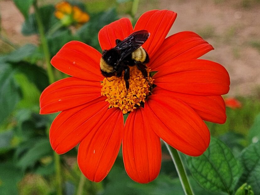 The Torch Mexican sunflower is the most common cultivar.
