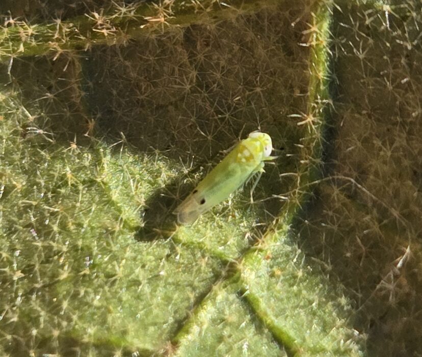 Two-spotted cotton leaf hopper on the underside of an eggplant leaf.