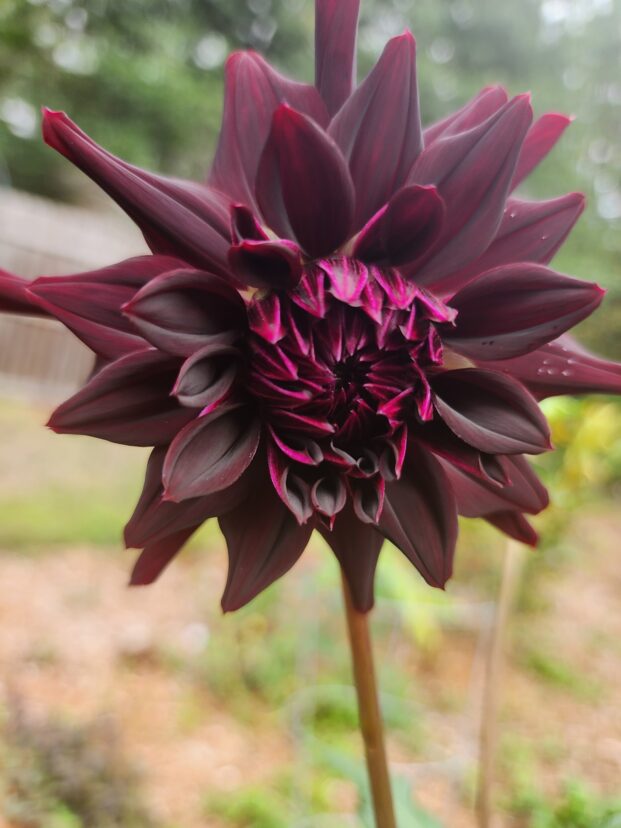 Unknown dahlia in bloom.