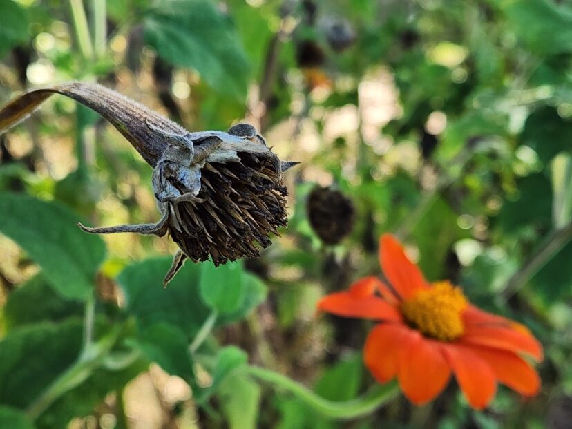 When collecting the seed, wait until the stem has turned brown to cut off the spiky mass.
