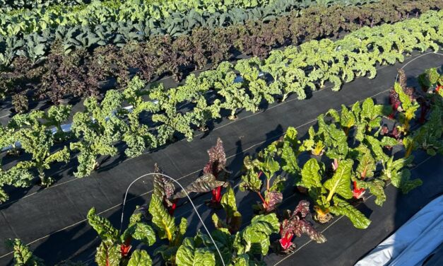 South Carolina Fruit and Vegetable Field Report – November 17, 2025
