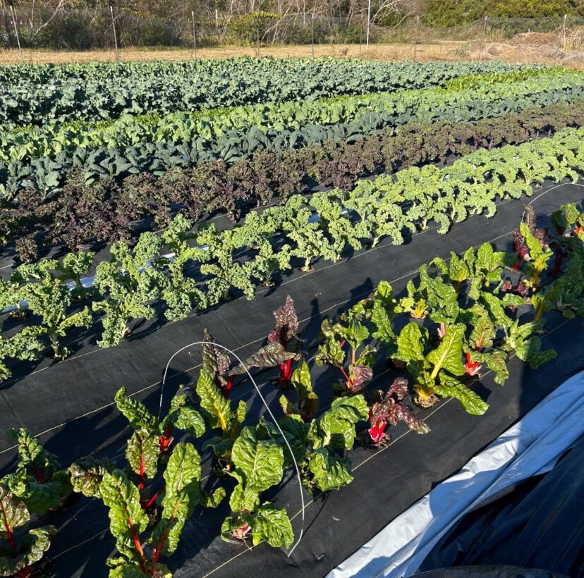 A beautiful field of mixed greens ready to go to market.