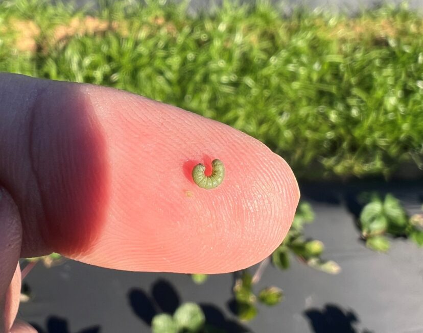 A beet armyworm found feeding on strawberry foliage.