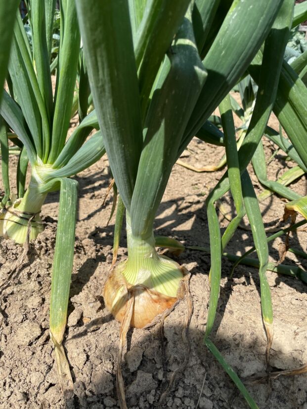 A few vegetables like onions can be planted later in the fall.