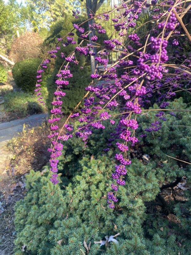 Beautyberry