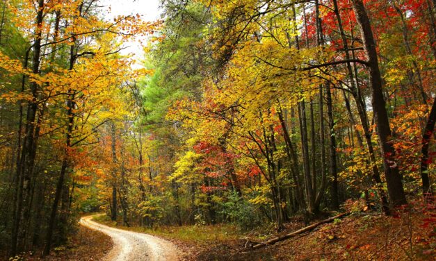 A winding trail through a forest with colorful trees