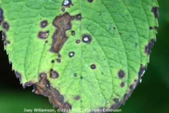“Anthracnose damage with brown necrotic patches on hydrangea leaves.”