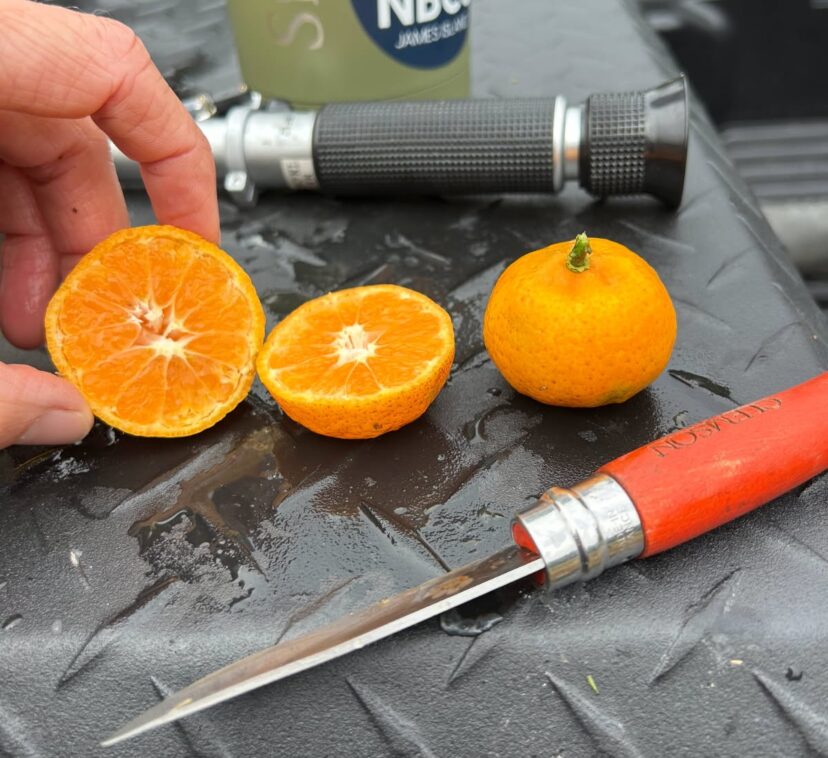 At CREC in Charleston, we are taking weekly brix (sugar) measurements to determine optimal harvest windows for citrus varieties.