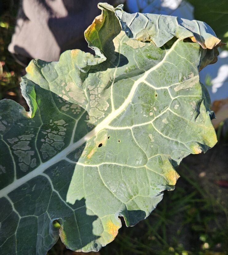 Black Rot alongside cold damage.