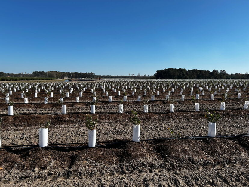 “Recently transplanted blueberry bushes in a newly planted field block, showing young plants spaced evenly in rows with bare soil between them.”