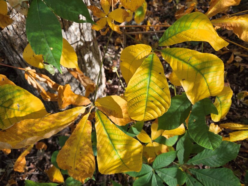 “Bottlebrush buckeye foliage turning golden-green in autumn.”