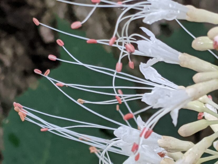 “Bottlebrush buckeye panicle with long white stamens and pink anthers.”