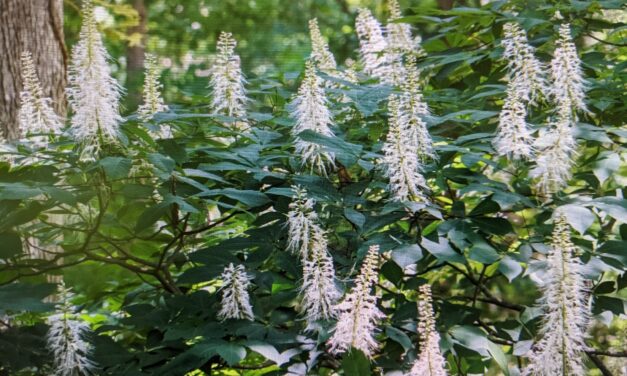 How to Grow and Care for Bottlebrush Buckeye (<em>Aesculus parviflora</em>) in Shade Gardens
