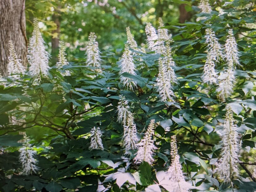 “Bottlebrush buckeye shrubs used as a naturalized border in a woodland garden.”