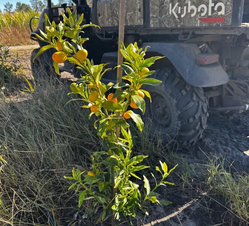 “Bright orange kumquats ripening on the tree, ready for harvest in a South Carolina orchard.”