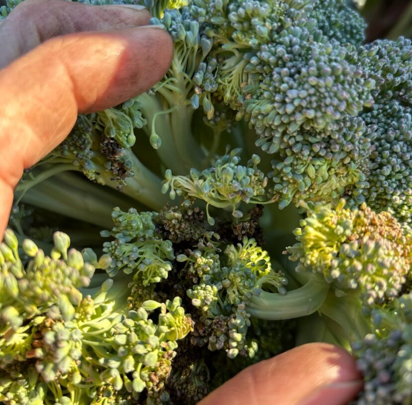 Brown bead caused by Alternaria has been problematic in broccoli this fall.