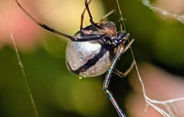 A Dew Drop Spider (<em>Argyrodes</em> sp.) in the Web: A Tiny Spider With a Big Story