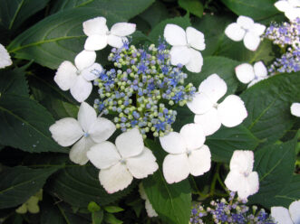 “Close-up of Hydrangea serrata ‘Bluebird’ lacecap flowers with small fertile blue centers surrounded by pale blue sterile florets.”