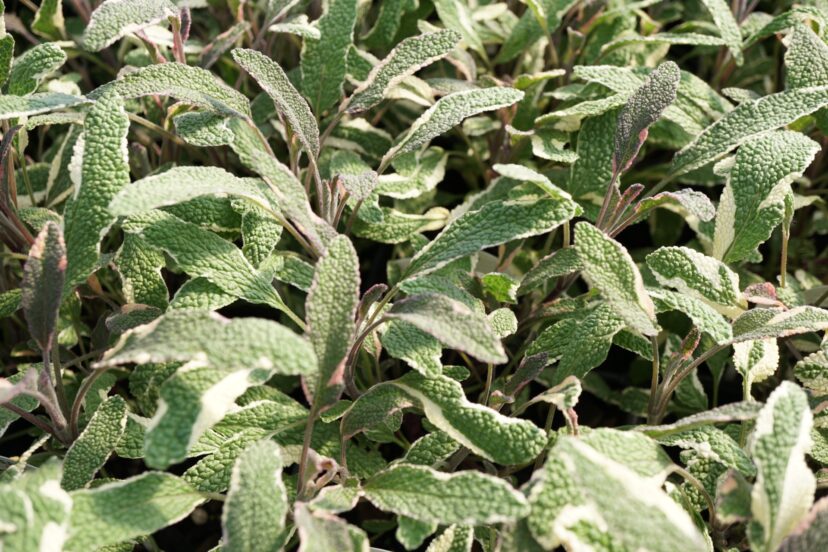 “Close-up of variegated sage leaves showing their textured, wrinkled surface with green centers and creamy white margins.”