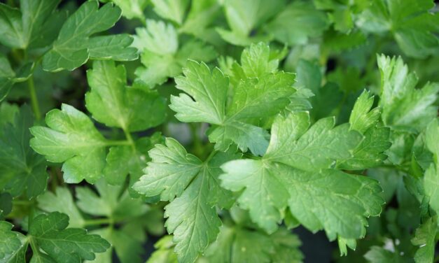 How to Grow Fall Herbs in South Carolina
