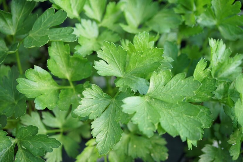 “Cluster of bright green, flat-leaf parsley with smooth, lobed leaves growing densely together.”