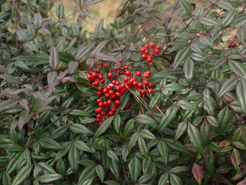“Clusters of nandina berries showing how wildlife spreads seeds.”